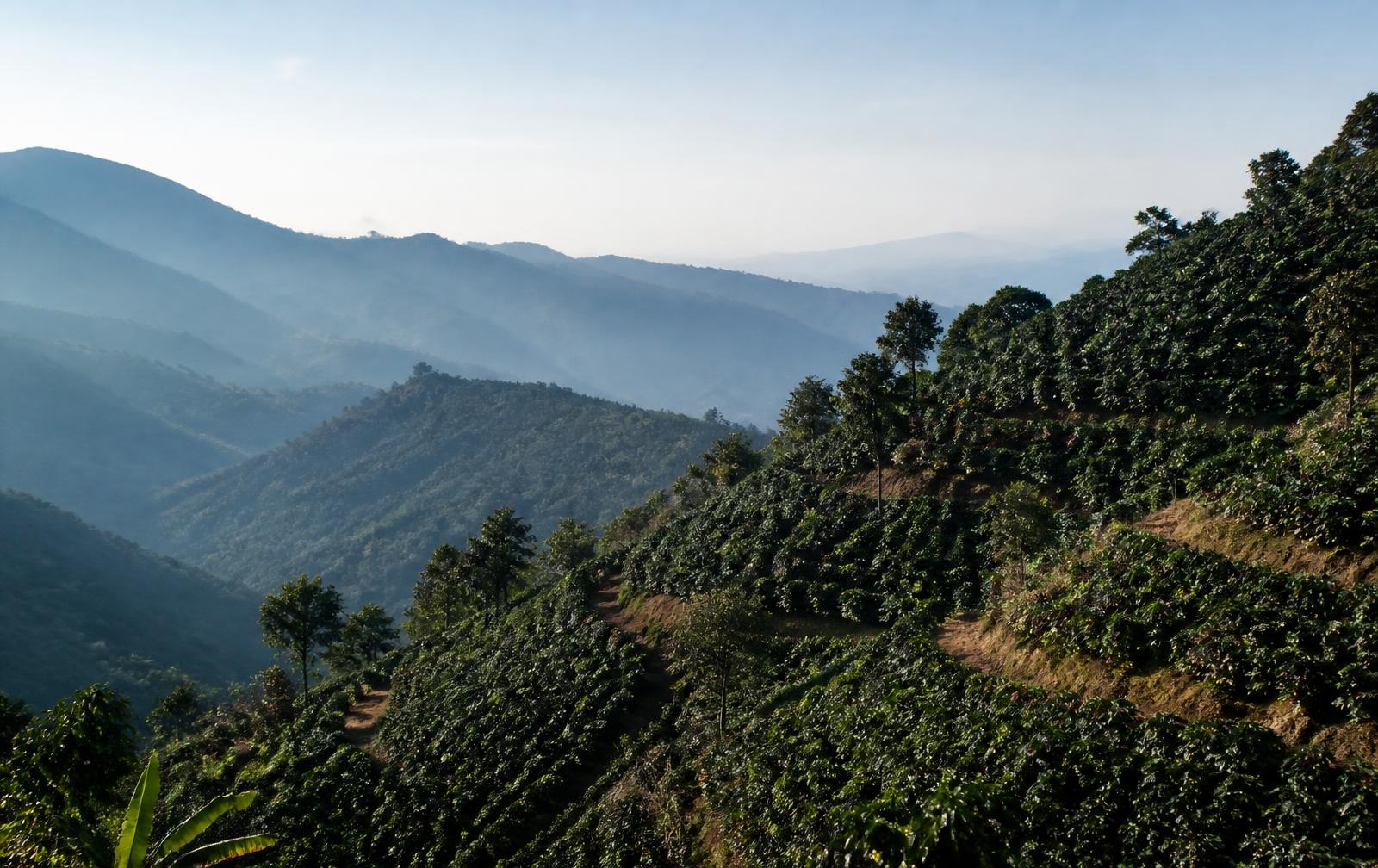 Laderas de cafetales en Huehuetenango, Guatemala, con cordilleras difuminadas al amanecer