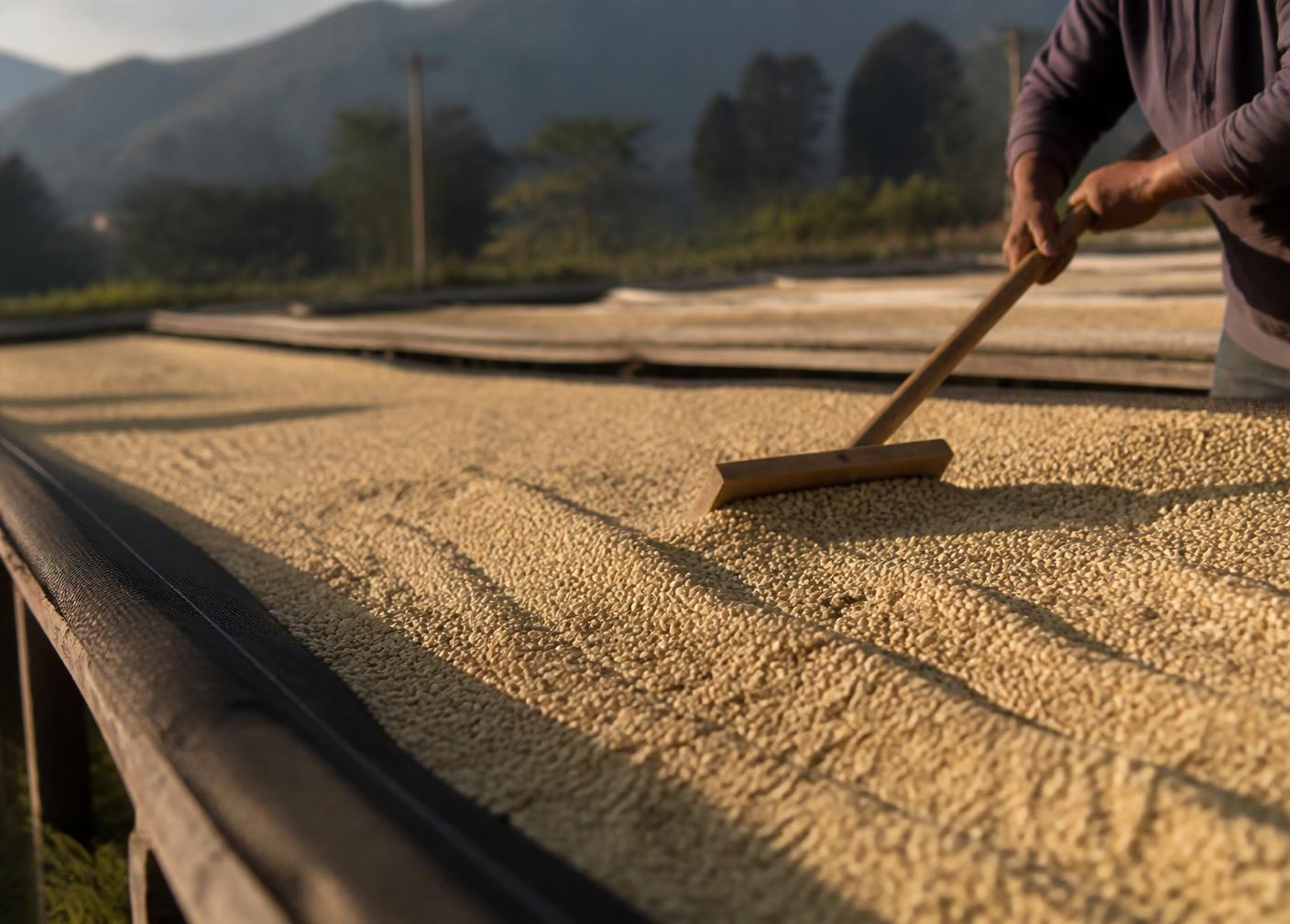 Pergamino de café lavado secándose en camas elevadas mientras un trabajador lo remueve